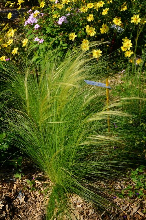 Stipa arundinacea 'Pheasant Tail' (3)
